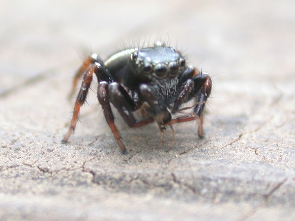 Jumping Spider